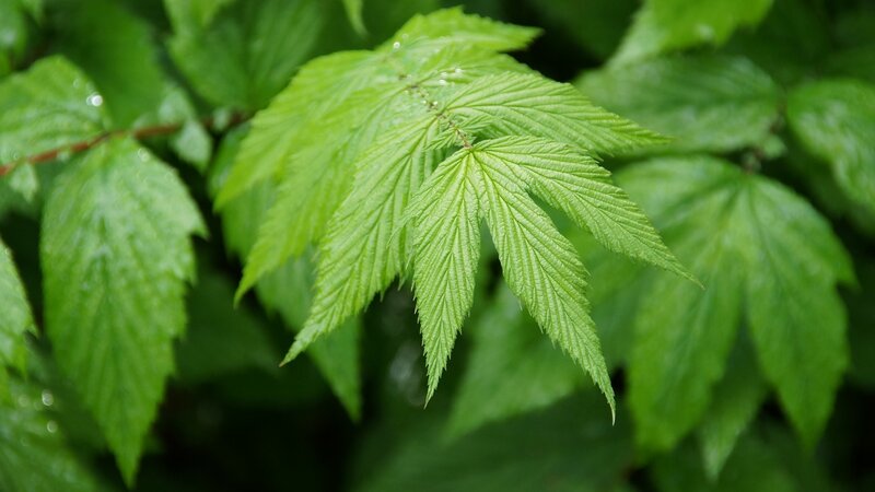 Green Leaf with Water Droplets — Serene, Photograph, Water Droplet, Branch