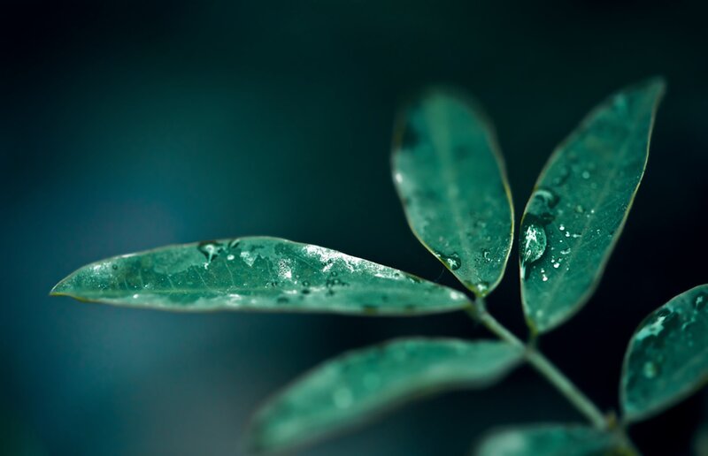 Green Leaf with Water Droplets — Serene, Photograph, Water Droplet, Stem