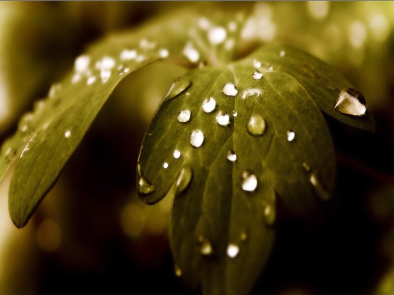 Green Leaf with Water Droplets — Serene, Photograph, Water Droplets, Background Blur