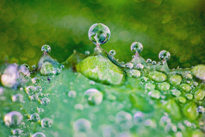 Green Leaf with Water Droplets — Serene, Photograph, Water Droplets, Bokeh