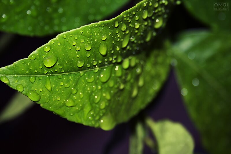 Green Leaf with Water Droplets — Serene, Photograph, Water Droplets, Dark Background, Black