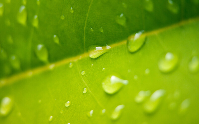 Green Leaf with Water Droplets — Serene, Photograph, Water Droplets, Leaf Vein, Yellow