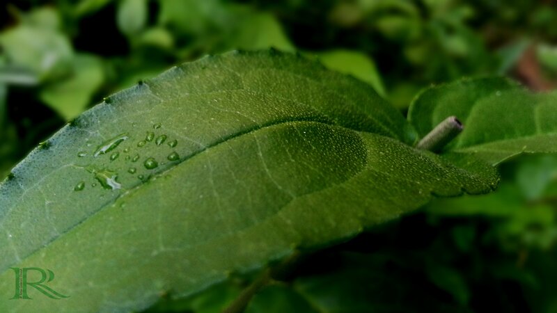 Green Leaf with Water Droplets — Serene, Photograph, Water Droplets, Leaf Veins, Stem