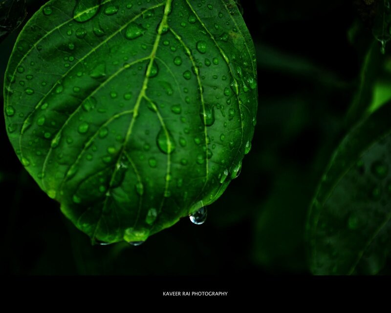 Green Leaf with Water Droplets — Serene, Photograph, Water Droplets, Leaf Veins