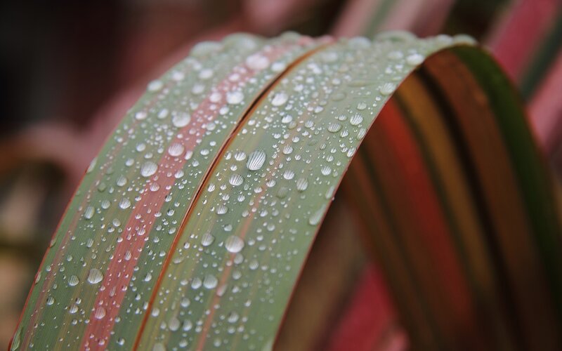 Green Leaf with Water Droplets — Serene, Photograph, Water Droplets, Plant