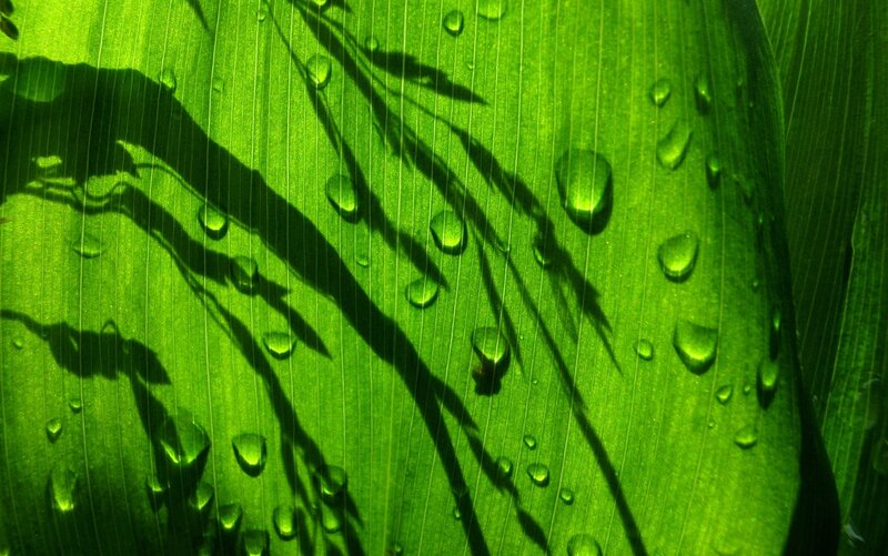 Green Leaf with Water Droplets — Serene, Photograph, Water Droplets, Shadows, Veins