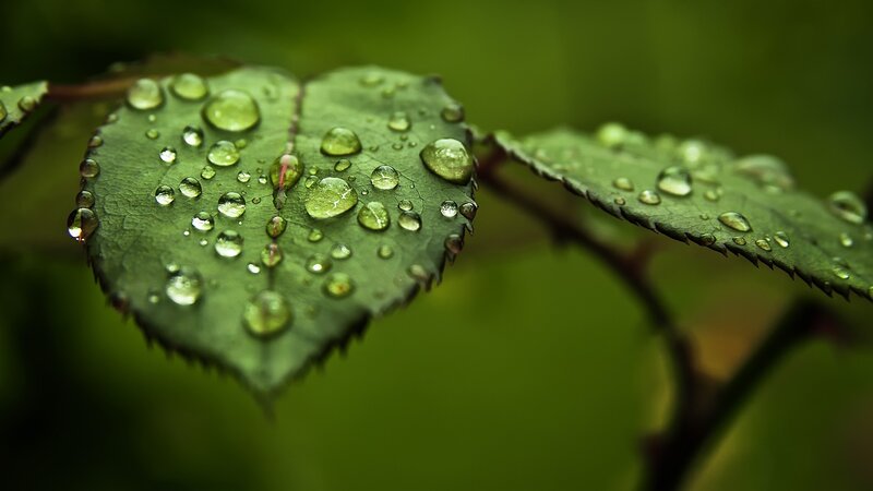 Green Leaf with Water Droplets — Serene, Photograph, Water Droplets, Stem, Background