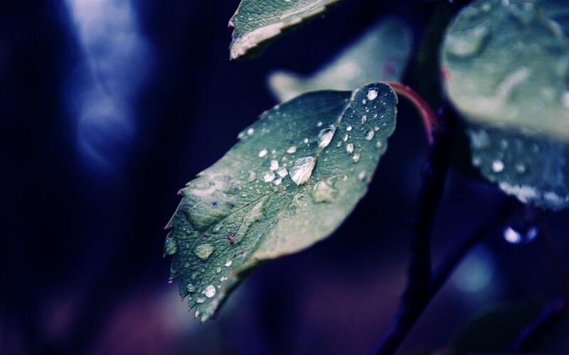 Green Leaf with Water Droplets — Serene, Photograph, Water Droplets, Stem, Blue, Black