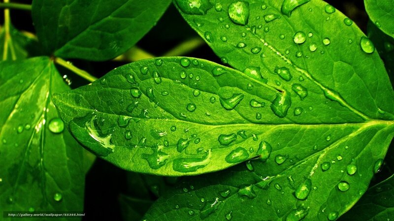 Green Leaf with Water Droplets — Serene, Photograph, Water Droplets, Veins