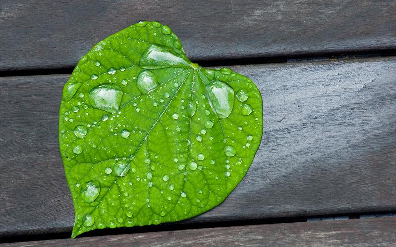 Green Leaf with Water Droplets — Serene, Photograph, Wooden Surface