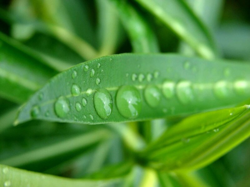 Green Leaf with Water Droplets — Serene, Plant