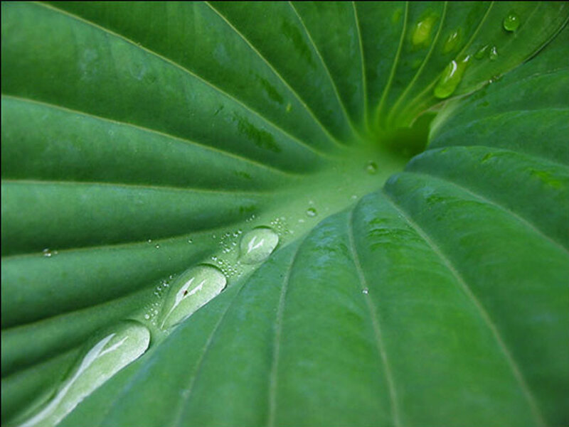 Green Leaf with Water Droplets — Serene