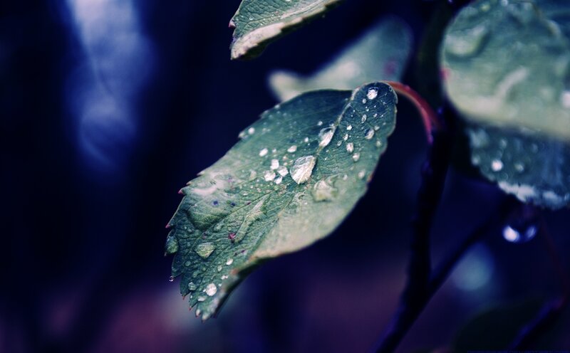 Green Leaf with Water Droplets — Stem, Blue