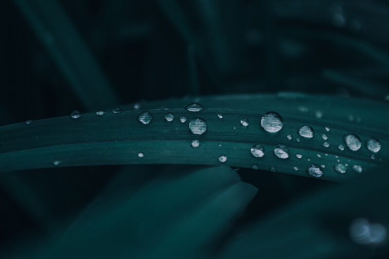 Green Leaf with Water Droplets — Teal, Calm