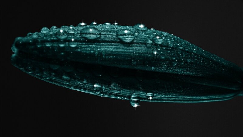 Green Leaf with Water Droplets — Teal, Dramatic
