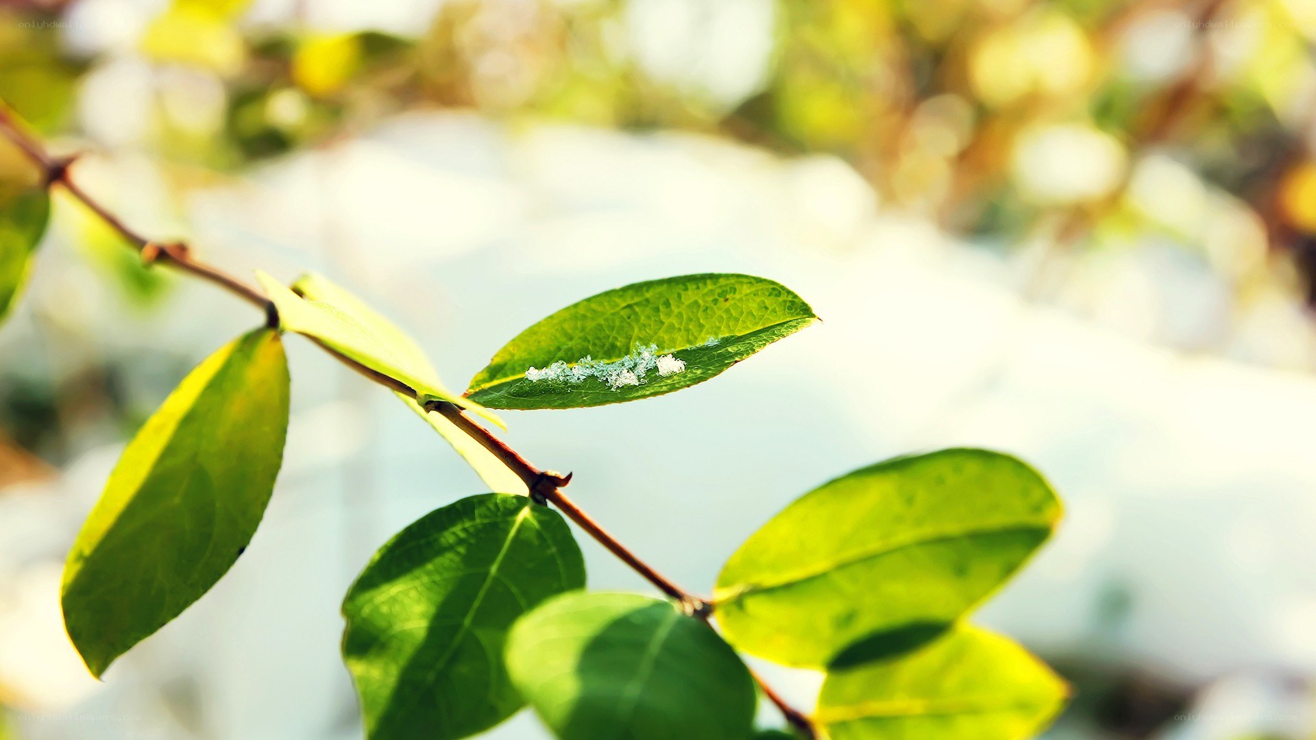 green leaf with white specks