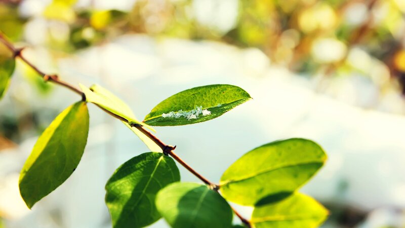 Green Leaf with White Spots — Serene