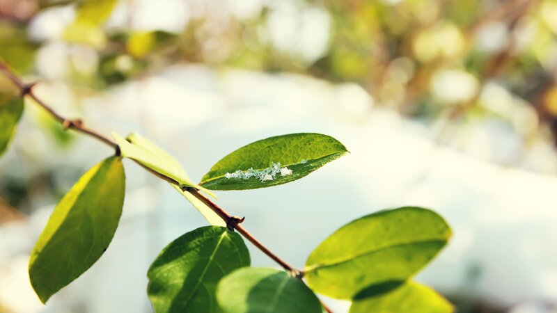 Green Leaf with White Spots