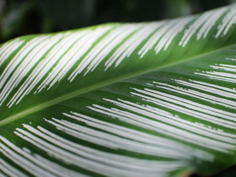 Green Leaf with White Stripes