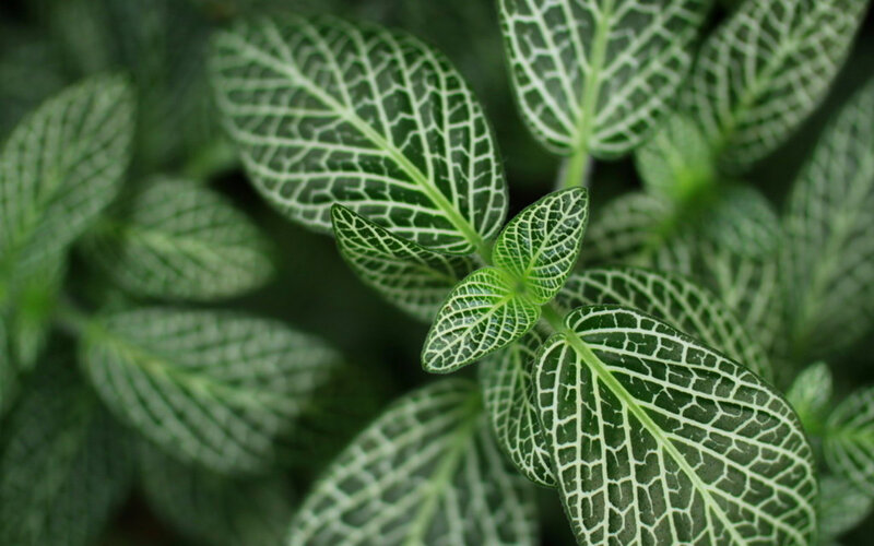 Green Leaf with White Veins