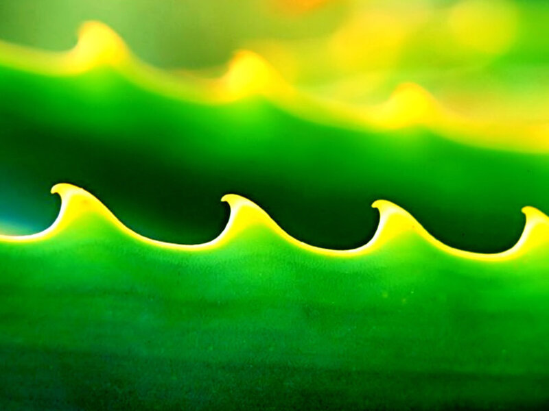 green leaf with yellow edge