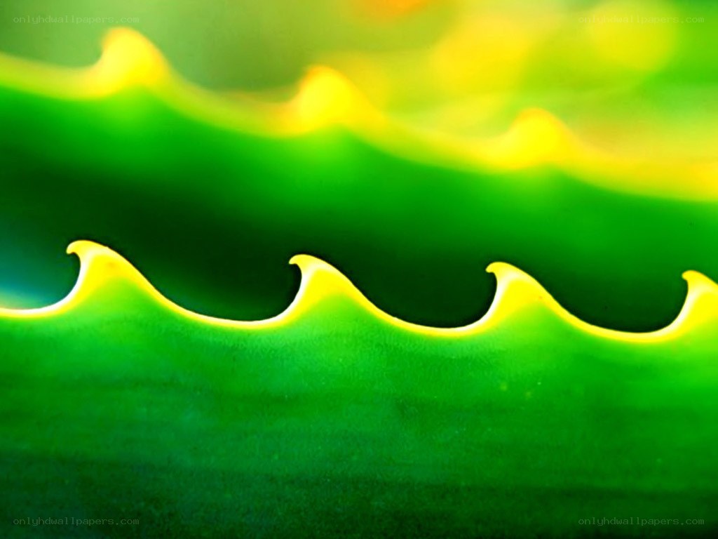 green leaf with yellow edge