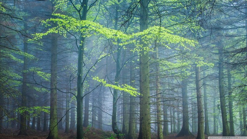 Green-leafed Trees in Forest