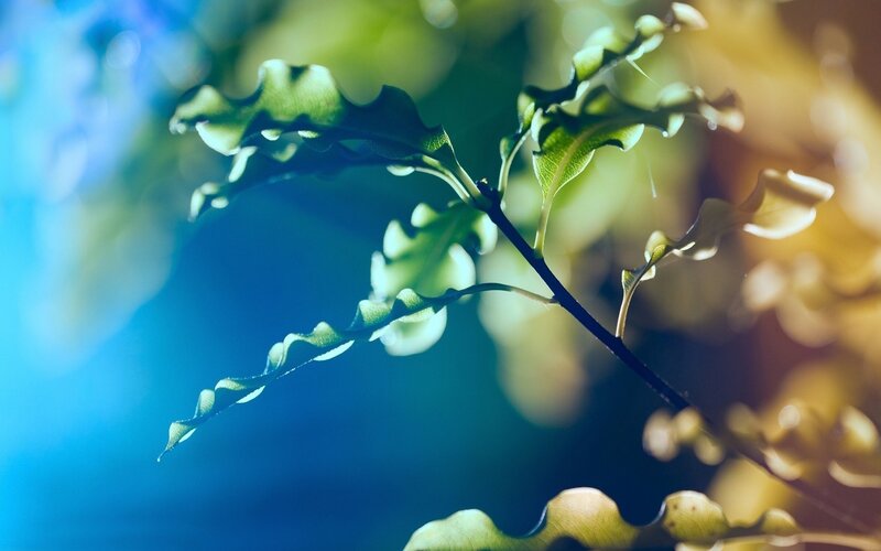 Green Leafy Branch — Blue, Serene, Afternoon