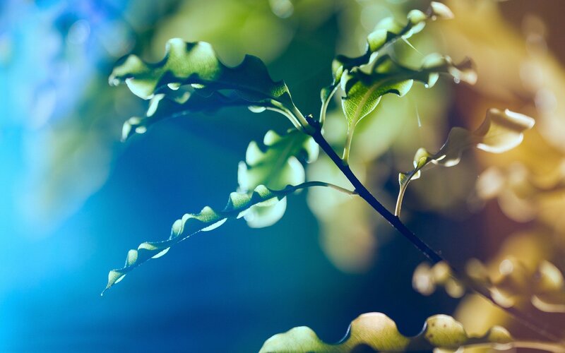 Green Leafy Branch — Blue