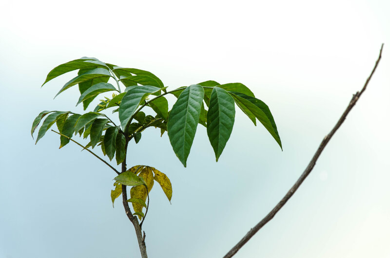 Green Leafy Branch — Calm, Photograph, Leaves, Sky