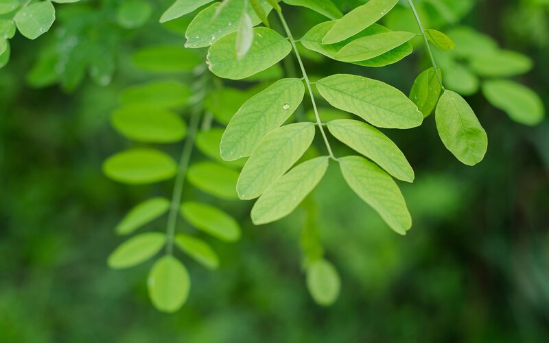 Green Leafy Branch — Calm, Photograph, Leaves