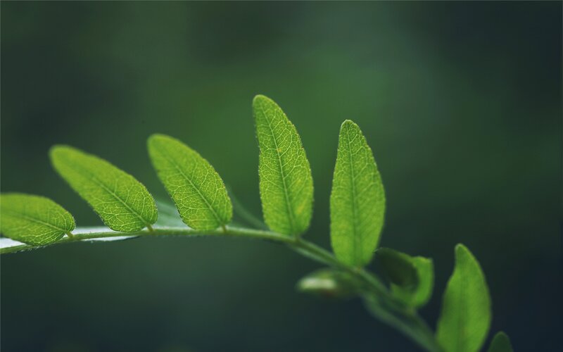 Green Leafy Branch — Calm, Photograph