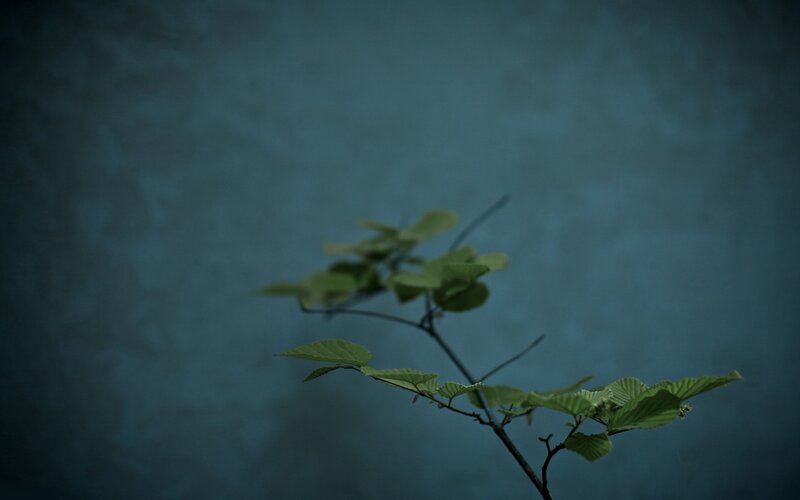 Green Leafy Branch — Calm