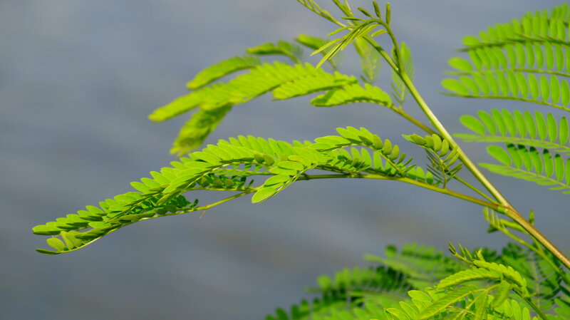 Green Leafy Branch — Serene, Afternoon, Photograph