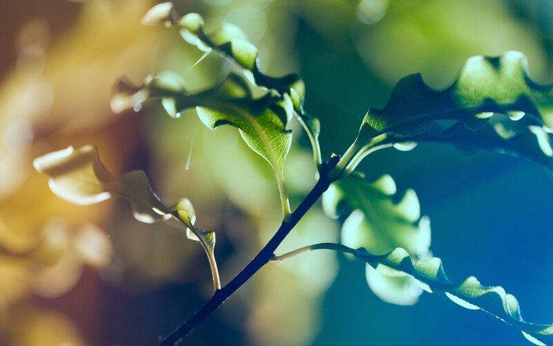 Green Leafy Branch — Serene, Afternoon