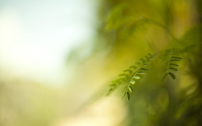 Green Leafy Branch — Serene, Morning, Photograph, Leaves, Sunlight