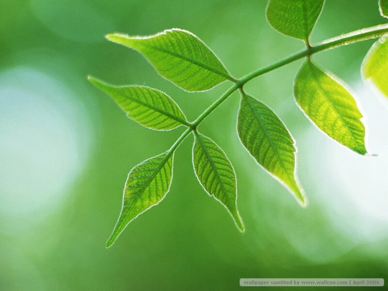 Green Leafy Branch — Serene, Morning, Photograph, Leaves, Sunlight, White