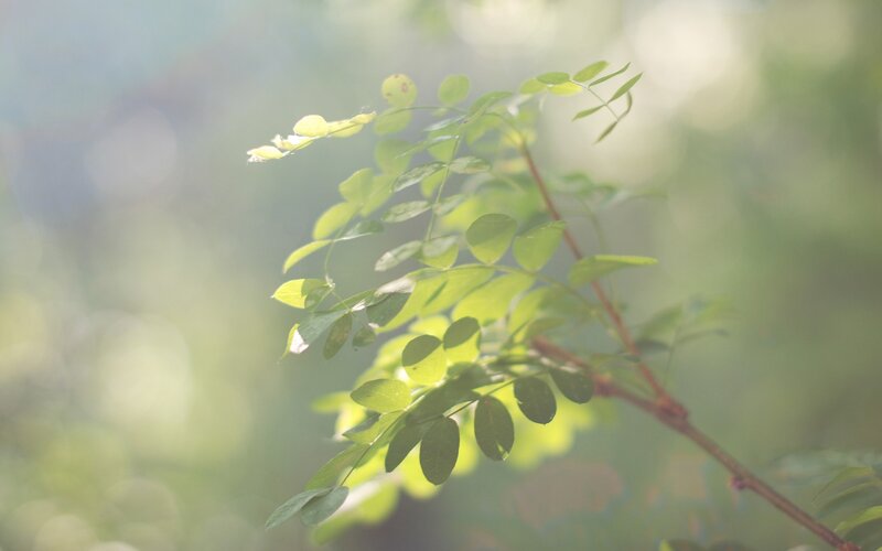 Green Leafy Branch — Serene, Morning, Photograph, Leaves