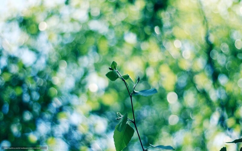 Green Leafy Branch — Serene, Morning, Photograph