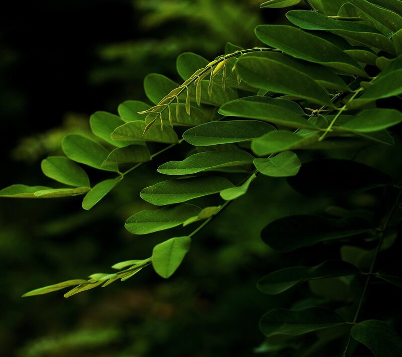 Green Leafy Branch — Serene, Photograph, Leaves