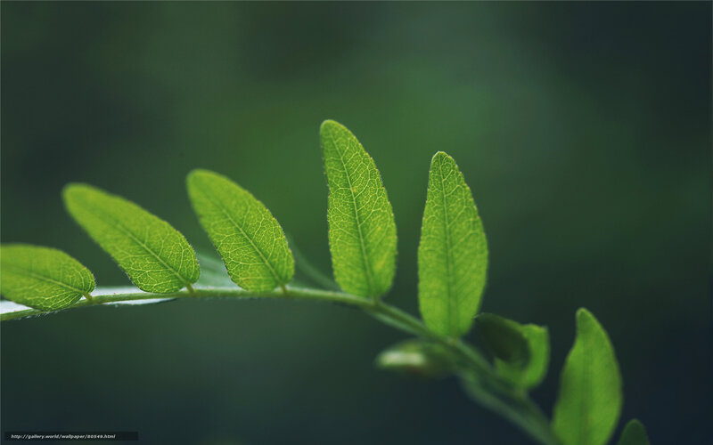 Green Leafy Branch — Serene, Photograph