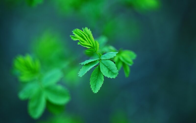 Green Leafy Branch — Serene, Spring, Photograph, Leaves