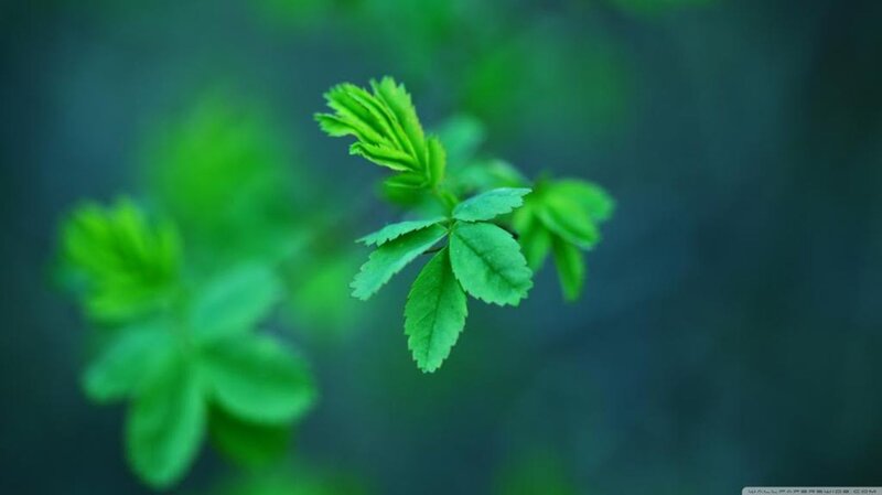 Green Leafy Branch — Serene, Spring, Photograph