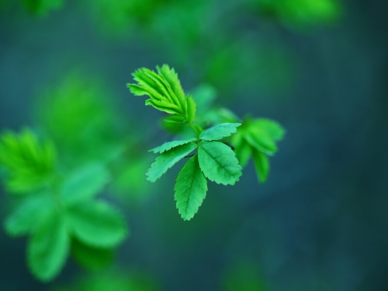 Green Leafy Branch — Serene, Spring