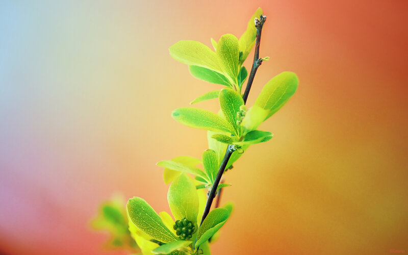 Green Leafy Branch
