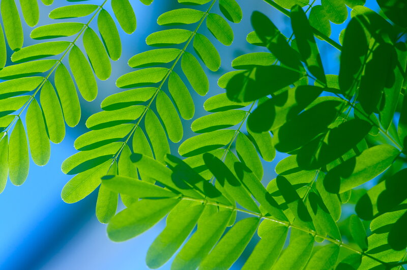 Green Leafy Branches