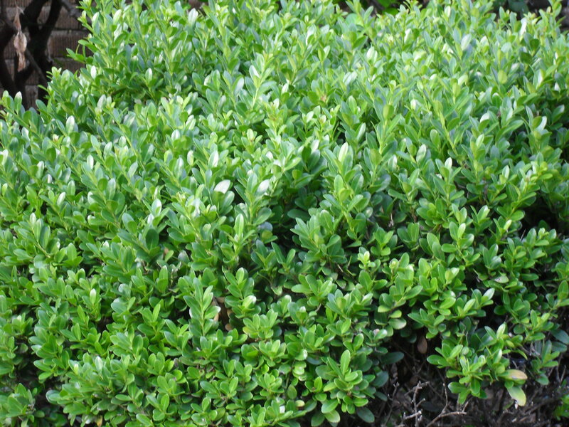 Green Leafy Bush — Calm