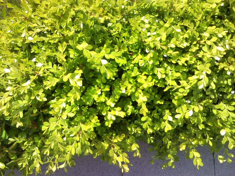 green leafy bush in sunlight