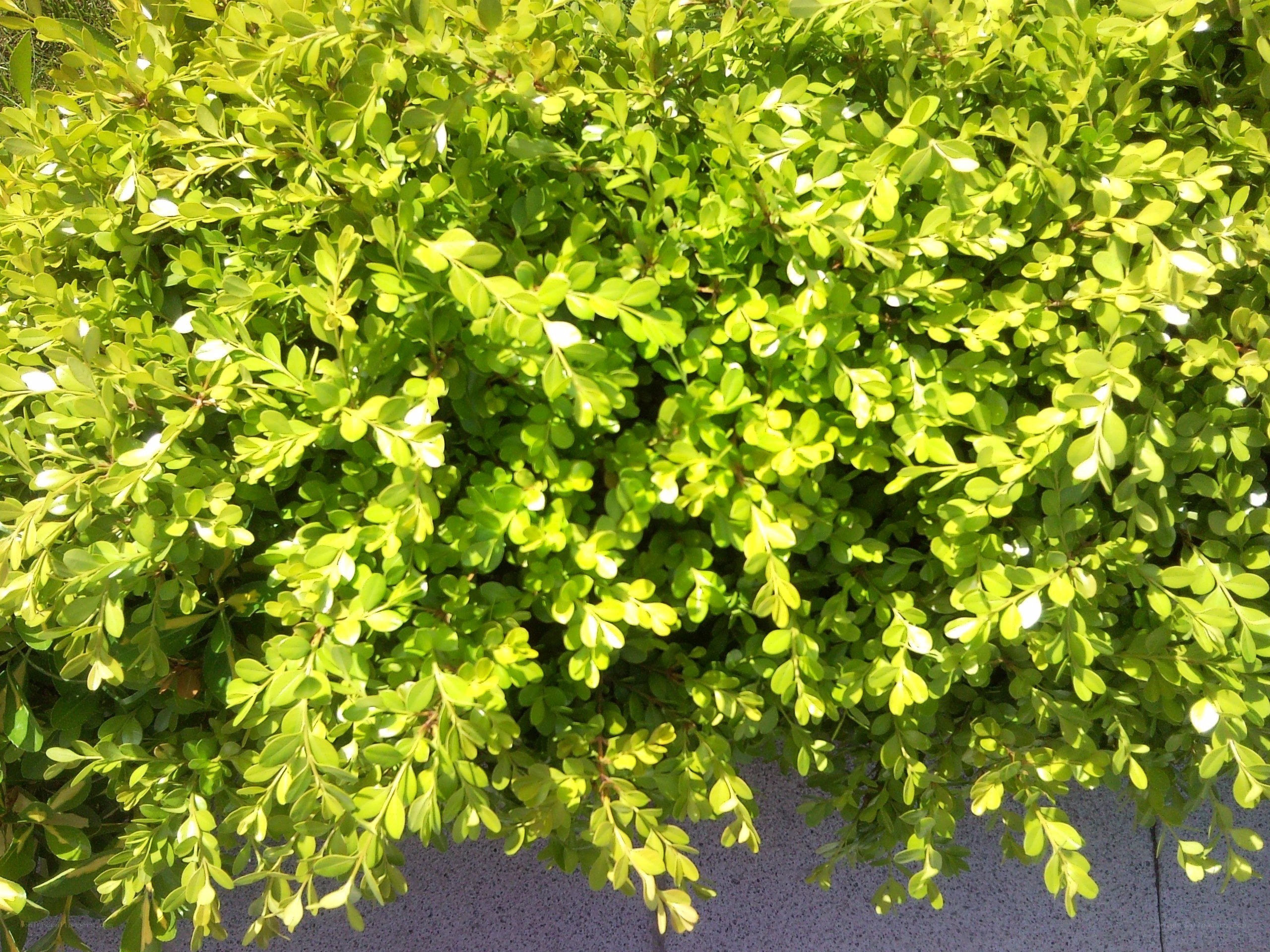 green leafy bush in sunlight