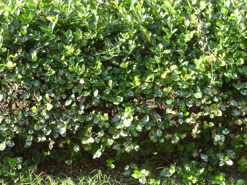 Green Leafy Bush — Natural, Afternoon, Photograph